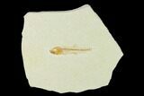 Jurassic Fossil Fish (Orthogoniklethrus) - Solnhofen Limestone #139361-1